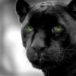 BlackPantherRJ72