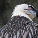 Bearded Vulture