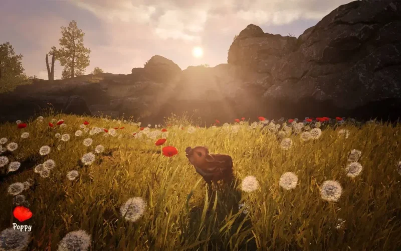 Adorable Adventures