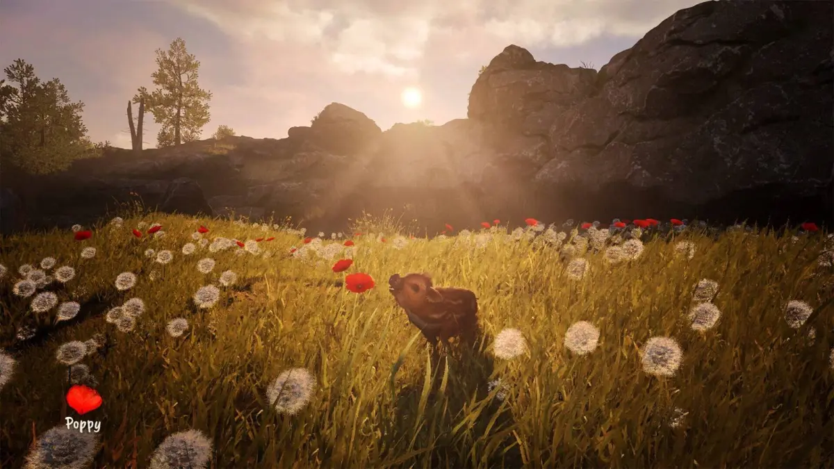 Adorable Adventures